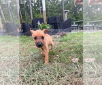 Small #1 Mutt