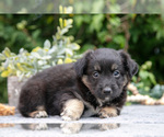 Small #1 Miniature Australian Shepherd