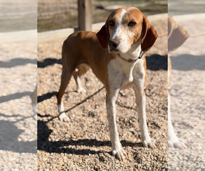 American Foxhound-Beagle Mix Dogs for adoption in Las Vegas, NV, USA