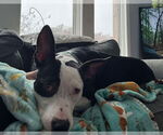 Small #5 American Pit Bull Terrier Mix