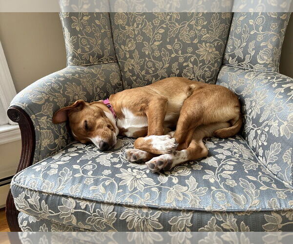 Medium Photo #7 Labrador Retriever-Unknown Mix Puppy For Sale in Brewster, NY, USA