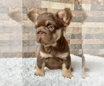 Small #1 French Bulldog