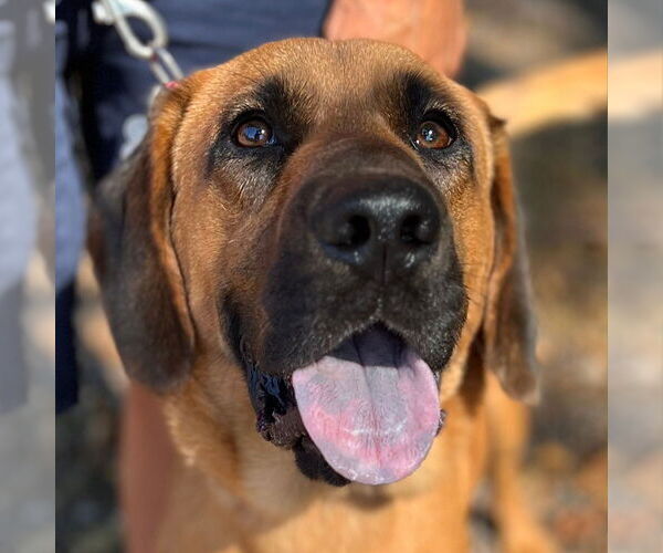 Medium Photo #4 Bloodhound-Unknown Mix Puppy For Sale in Canton, CT, USA