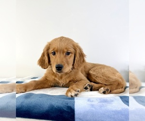 Golden Retriever Puppy for sale in GREENFIELD, IN, USA