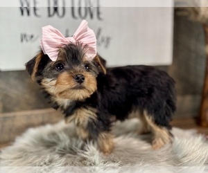 Yorkshire Terrier Puppy for sale in NAPPANEE, IN, USA