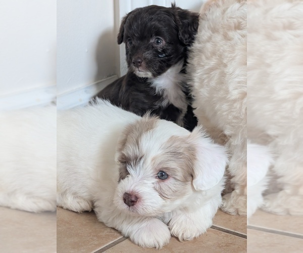 Medium Photo #1 Miniature Australian Shepherd-Poodle (Toy) Mix Puppy For Sale in CICERO, NY, USA