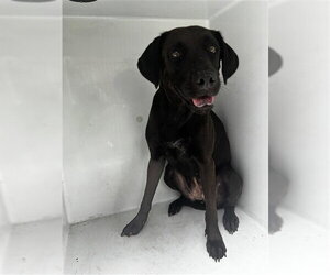 Labrador Retriever Dogs for adoption in Houston, TX, USA