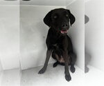 Small Labrador Retriever