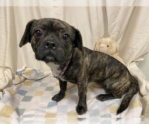 Pekingese-Unknown Mix Dogs for adoption in Modesto, CA, USA