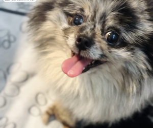 Mother of the Pomeranian puppies born on 07/04/2025