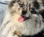 Small Photo #1 Pomeranian Puppy For Sale in EASTVALE, CA, USA