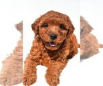 Small #31 Goldendoodle mix (+ Poodle Miniature)