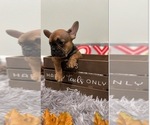 Small Photo #5 French Bulldog Puppy For Sale in ADELAIDE, WA, USA