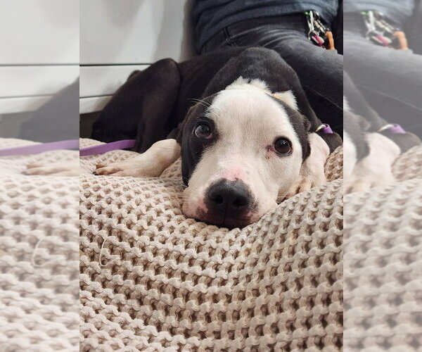 Medium Photo #4 American Staffordshire Terrier-Unknown Mix Puppy For Sale in Sayreville, NJ, NJ, USA