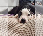 Small #3 American Staffordshire Terrier Mix