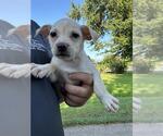 Small Labrador Retriever Mix