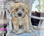 Small #3 Morkie