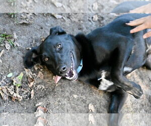 Scooter *LOCAL* *MEET ME* - Male Labrador Retriever-Unknown Mix Dog for Adoption - Photo #3