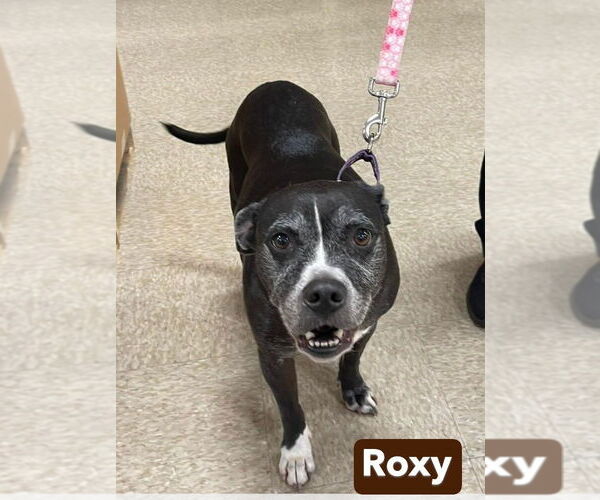 Medium Photo #5 Boxador Puppy For Sale in Foristell, MO, USA