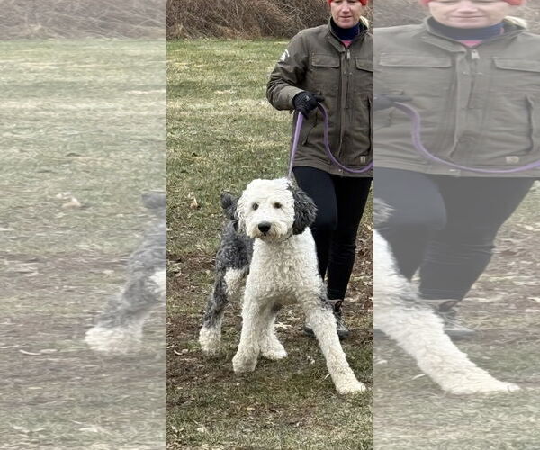 Medium Photo #3 Old English Sheepdog Puppy For Sale in Landenberg, PA, USA