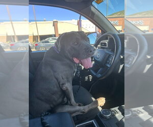 Gravy - Male American Bulldog-Unknown Mix Dog for Adoption - Photo #4