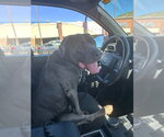 Small Photo #4 American Bulldog-Unknown Mix Puppy For Sale in Salt Lake City, UT, USA