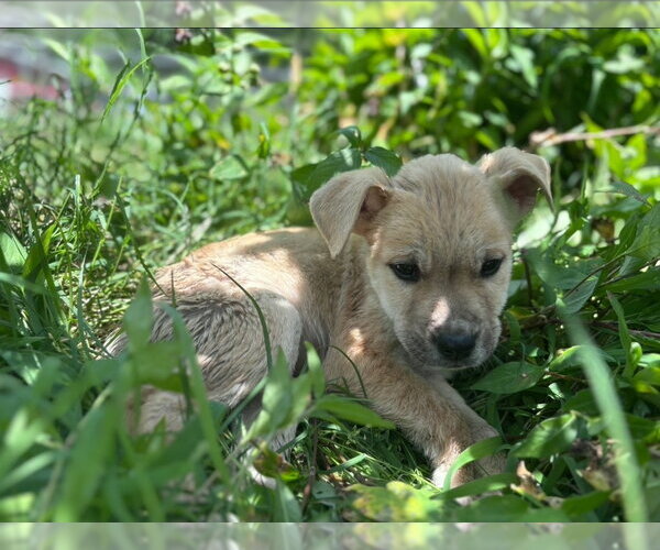Medium Photo #5 American Pit Bull Terrier-Golden Retriever Mix Puppy For Sale in Chester, VA, USA