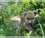 Small #4 American Pit Bull Terrier-Golden Retriever Mix