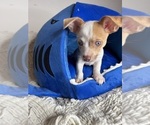 Small #2 Chihuahua