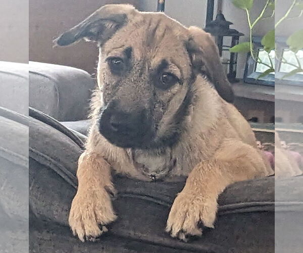 Medium Photo #3 Mutt Puppy For Sale in Brooklyn Center, MN, USA