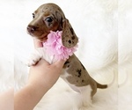 Small #3 Dachshund