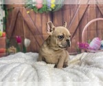 Small Photo #3 French Bulldog Puppy For Sale in POWHATAN, VA, USA