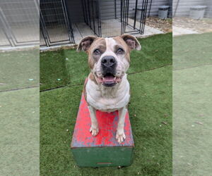 American Staffordshire Terrier-Unknown Mix Dogs for adoption in Calhoun, GA, USA