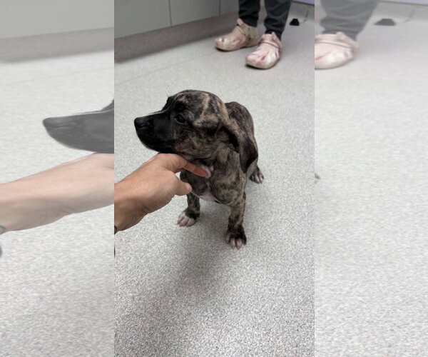Medium Photo #1 American Staffordshire Terrier-Unknown Mix Puppy For Sale in Holly Springs, NC, USA