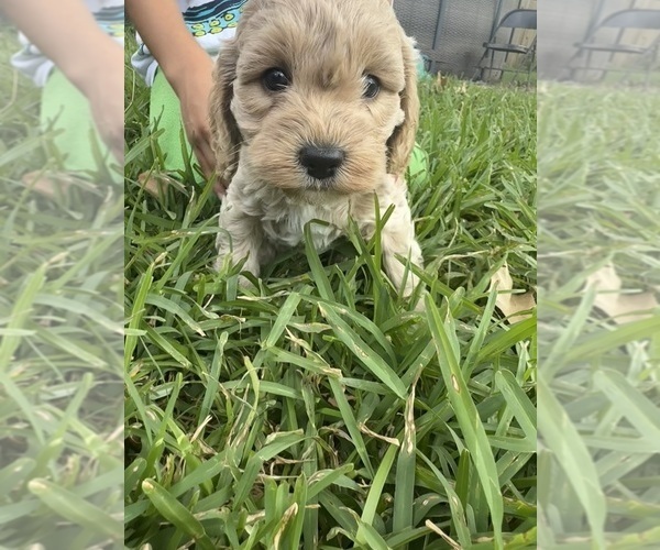 Medium Photo #5 Cock-A-Poo Puppy For Sale in KENNER, LA, USA