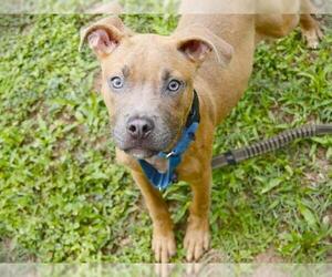 American Staffordshire Terrier-Unknown Mix Dogs for adoption in Tallahassee, FL, USA