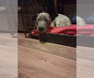 Pop Tart - Female Mutt Dog for Adoption - Photo #2