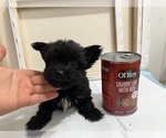Small Photo #89 Yorkshire Terrier Puppy For Sale in HAYWARD, CA, USA