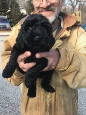 Goldendoodle-Poodle (Standard) Mix Puppy for sale in BOWIE, MD, USA