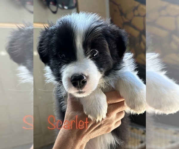 Medium Photo #3 Border Collie Puppy For Sale in CAMAS, WA, USA