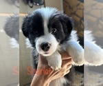 Small Photo #3 Border Collie Puppy For Sale in CAMAS, WA, USA