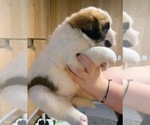 Small #2 Cane Corso-Saint Bernard Mix