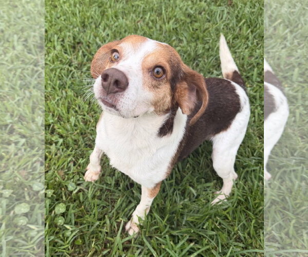 Medium Photo #2 Beagle Puppy For Sale in Dunnellon, FL, USA