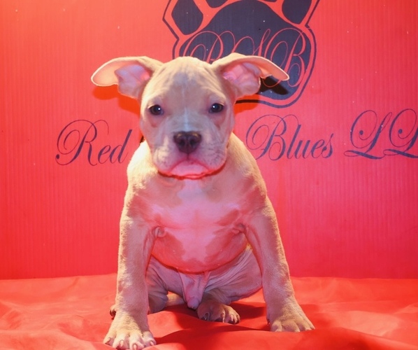 Medium Photo #24 American Bully Puppy For Sale in TRENTON, NJ, USA