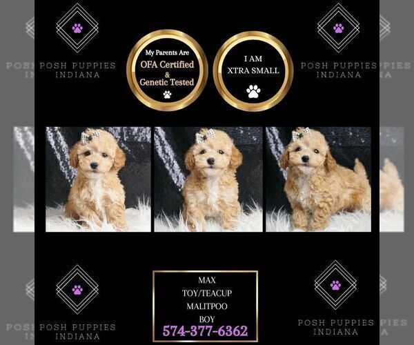 Medium Photo #10 Maltipoo Puppy For Sale in WARSAW, IN, USA