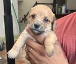 Puppy 2 Chiweenie-Poodle (Toy) Mix