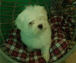 Small Photo #17 Maltese Puppy For Sale in PATERSON, NJ, USA