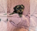Small Photo #23 Yorkshire Terrier Puppy For Sale in RHOADESVILLE, VA, USA