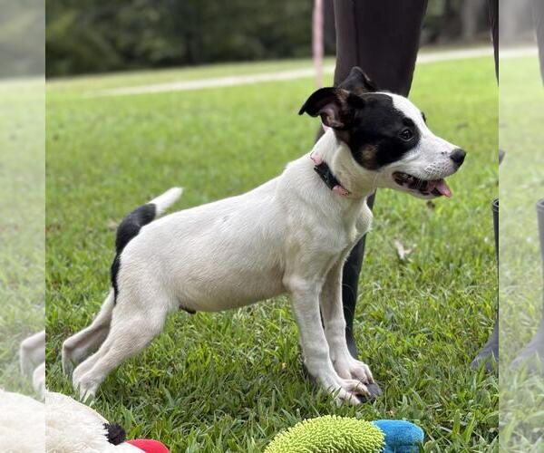 Medium Photo #3 Labrenees Puppy For Sale in Yardley, PA, USA