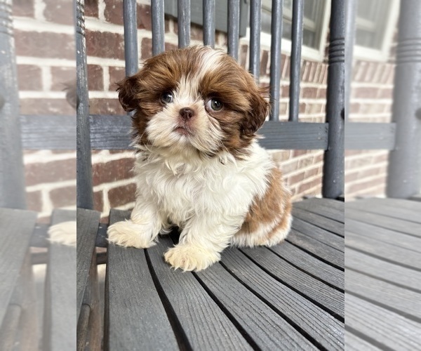 Medium Photo #3 Shih Tzu Puppy For Sale in INDIANAPOLIS, IN, USA